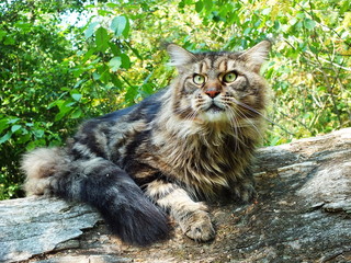 Obraz premium Mainecoon