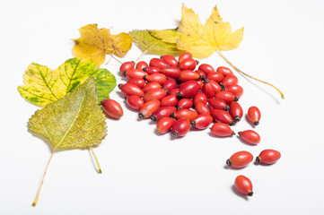 Owoce dzikiej róży w jesiennej scenerii z żółtymi liśćmi. © Zbigniew