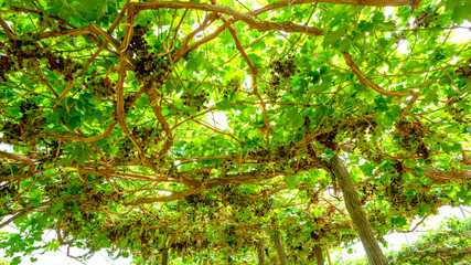 Bunch of red grapes on the vine with green leaves.
