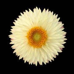 Strawflower (Xerochrysum Bracteatum) isolated from the backgroun