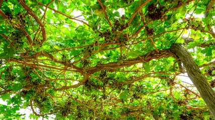 Bunch of red grapes on the vine with green leaves.