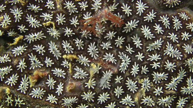 Golden Star Tunicate (Botryllus schlosseri) on stone.
