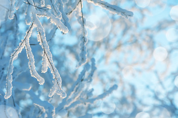 The branches in the frost in the sun