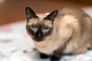 Siamese cat portrait