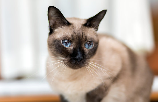 Siamese cat portrait