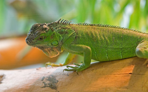 lizard iguana