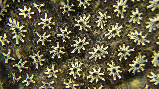 Golden Star Tunicate (Botryllus schlosseri) on a stone, close-up.
