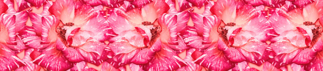 header panorama  striped pink rose