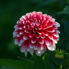 Flower of pink dahlia