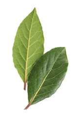 Fresh laurel leaves on white background