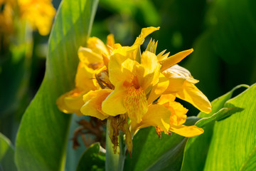 Flower yellow calla