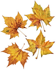 Naklejka na ściany i meble Dry Maple Leaves Isolated On White Background