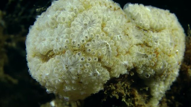 The spherical colony of Golden Star Tunicate (Botryllus schlosseri), close-up.

