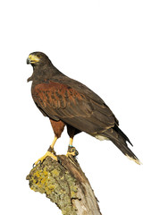 Harris hawk, Parabuteo unicinctus