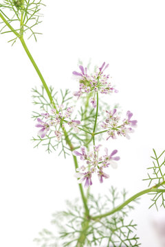 Macro Phito Of Coriander Flower