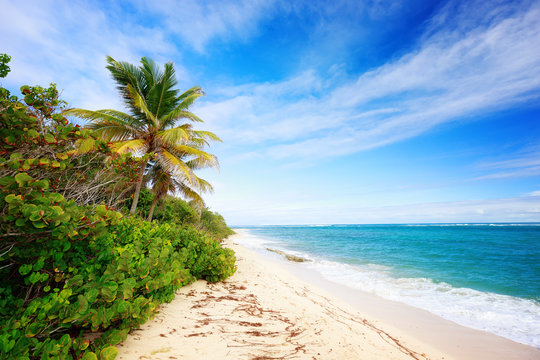 Exotic beach with palm trees in Caribbean. Cap Macre Beach, in search of tranquility, near Anse Michel Beach, Cap Chevalier, Martinique, Caribbean