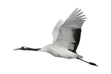 Fotobehang Kraanvogels Red-crowned or Japanese crane, Grus japonensis,  © Erni