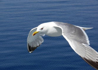 Seagull soaring over the blue ocean surface