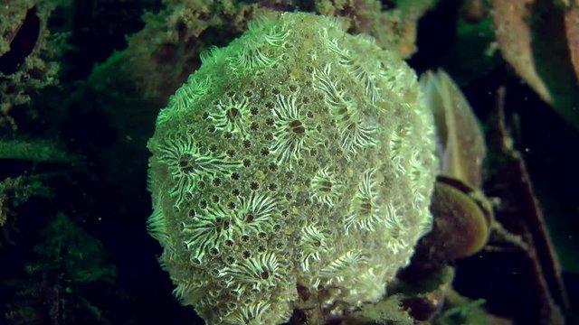 The spherical colony of Golden Star Tunicate (Botryllus schlosseri).
