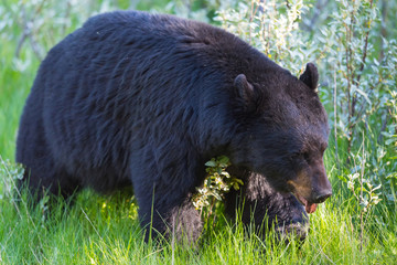 American Black Bear (Ursus americanus).