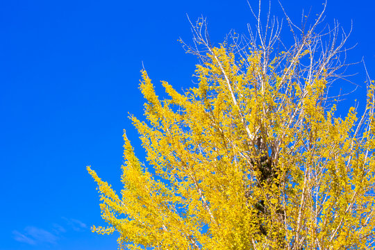 Yellow Ginko tree with blue sky in Japan.