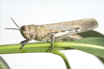 Aegyptische, Wanderheuschrecke, Anacridium