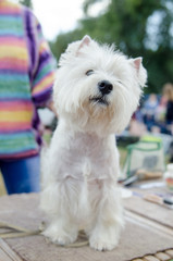 West Highland White Terrier is preparing for the exhibition