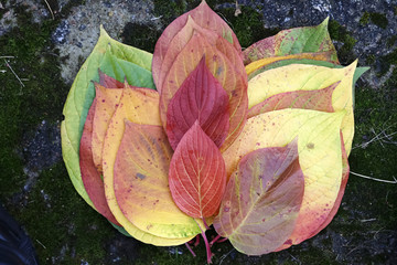 Autumn.Yellow leaves on the stone.