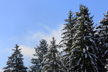 Sapins enneigés.