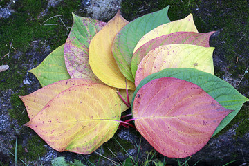 Autumn.Multicolored  leaves on the stone.