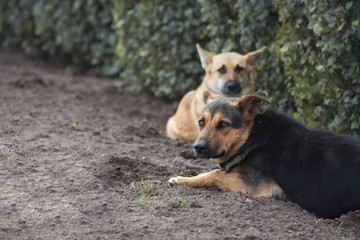 Naklejka premium Homeless Dog looking sad