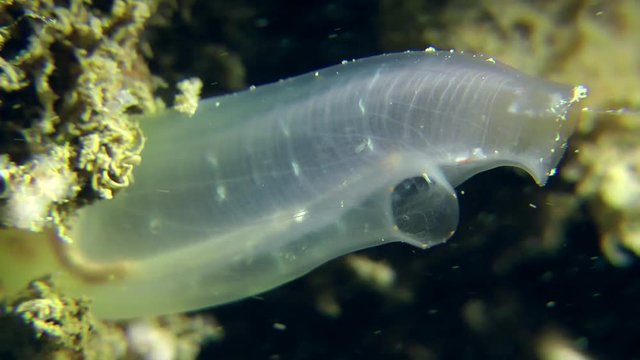 Semitransparent Yellow Sea Squirt (Ciona intestinalis) closes and opens the siphons.
