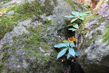Green wild grape on on a rock covered with moss