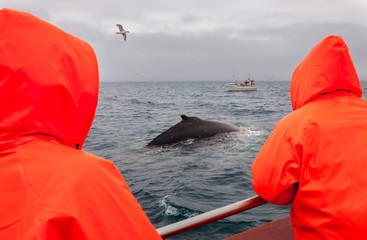 Whale watching in Husavik, North Iceland, People in boat are happy to see feeding Humpback whale in very cold water and lot of seagulls around