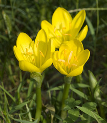 Gewitterblume, Sternbergia lutea