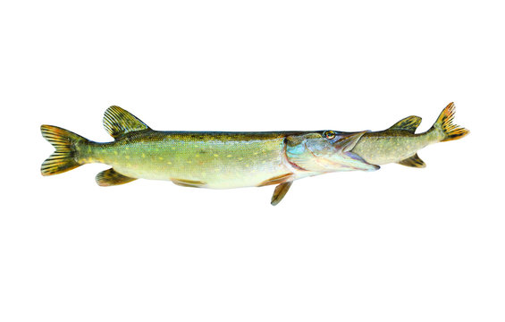 Bigger Pike eating smaller a Pike. Fish catching fish. Competition concept. Northern Pike (Esox Lucius) on white background. 
