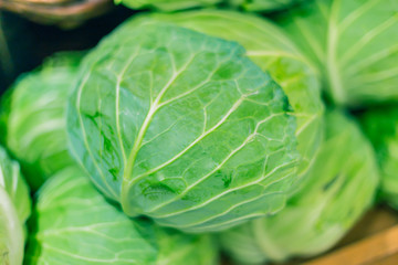 Fototapeta premium Big cabbage sale in Japan.