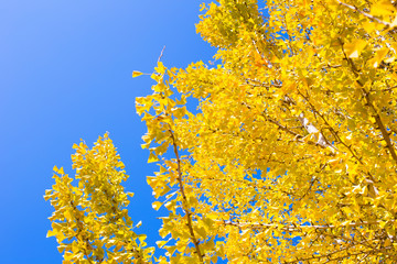 Yellow Ginko tree with blue sky in Japan.