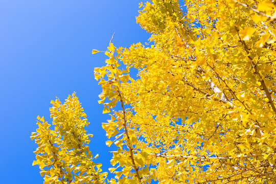 Yellow Ginko tree with blue sky in Japan.