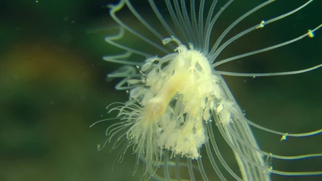 Nodding Hydroid (Corymorpha nutans), close-up.
