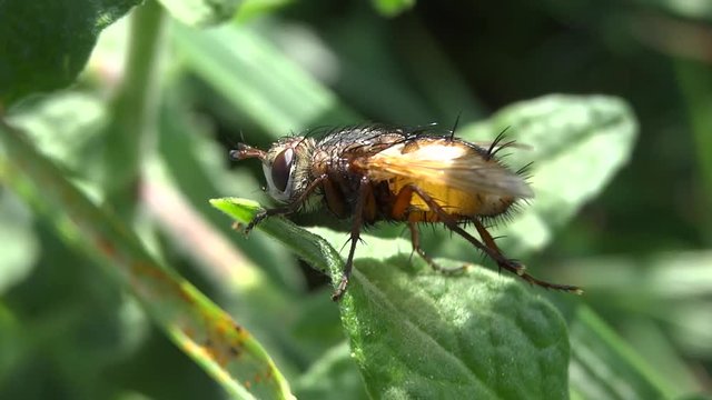 Toilettage d'une mouche poilue.