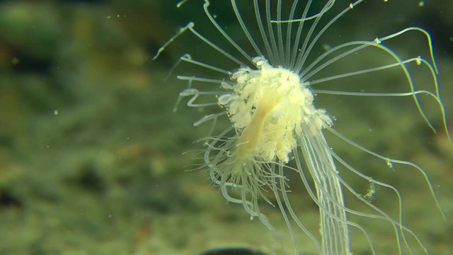 Nodding Hydroid (Corymorpha nutans): You can see reduction of the embryonic jellyfish, close-up.

