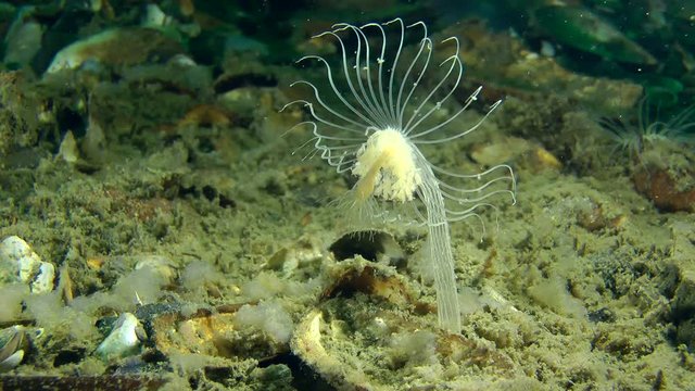 Nodding Hydroid (Corymorpha nutans) fluctuates by the water flow, wide shot.

