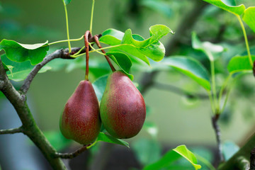 the ripe pear