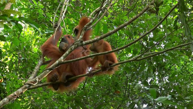 Animals in wild. Orangutan female and cute baby in tropical rainforest relaxing on tree. Sumatra, Indonesia
