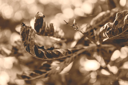 Autumn Chestnut Leaves A