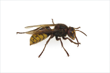 Hornisse; Vespa, crabro; Faltenwespe