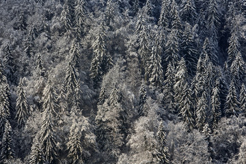 Sapins enneigés dans les Alpes.