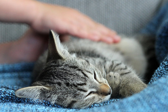 Kinderh&auml;nde streicheln kleine Tigerkatze