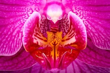 Obraz na płótnie Canvas Extreme magnification - Orchid detail